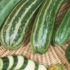 Cukinia Coucourzelle Cucurbita pepo