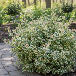 Trzmielina Fortune'a Emerald Gaiety (Euonymus Fortunei Emerald Gaiety)