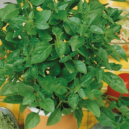 Bazylia cytrynowa Ocimum basilicum