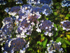 Hortensja Kosmata 'Macrophylla' – Sadzonka 20 cm