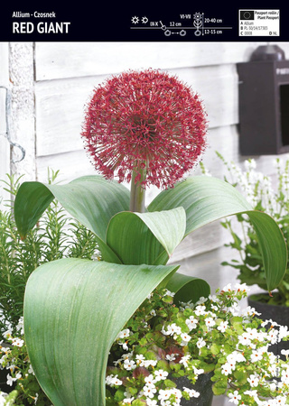 Allium - Czosnek ‘Red Giant’ - 3 szt.