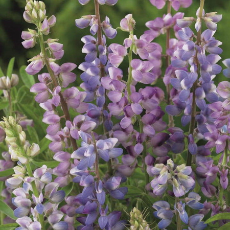 Łubin jednoroczny mieszanka