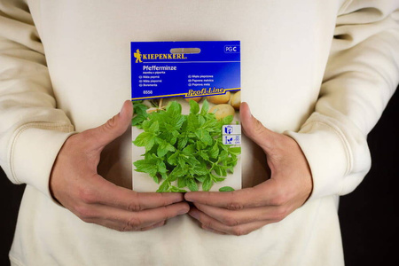 Mięta pieprzowa wieloletnia Mentha x piperita