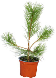 Sosna Czarna – Sadzonka 35 cm