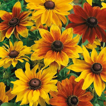Jeżówka Mix Rudbeckia hirta
