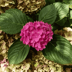 Hortensja Ogrodowa 'Alpengluhen' – Sadzonka 20 cm