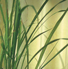 Trawa cytrynowa - Kiepenkerl