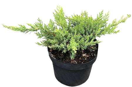 Jałowiec Sabiński 'Tamariscifolia' – Sadzonka 30 cm