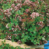 Oregano (lebiodka pospolita) mehrjährig Origanum vulgare
