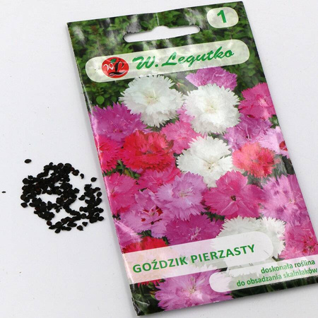 Goździk pierzasty – mix – 0,5 g Legutko