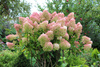Hortensja Bukietowa 'Grandiflora' – Sadzonka 30-40 cm