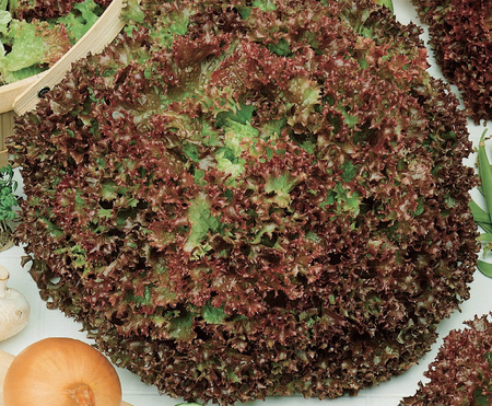 Sałata Karbowana 'Lollo Rossa' – Kiepenkerl