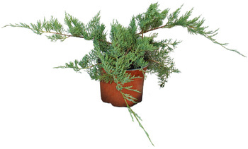 Jałowiec Wirginijski 'Hetz' – Sadzonka 20 cm
