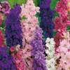 Ostróżka letnia Pracht - Mix Delphinium consolida