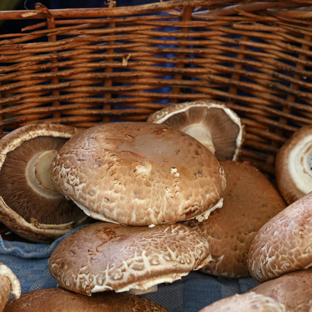 Zestaw Do Uprawy Grzybów - Pieczarka Biała 3 l