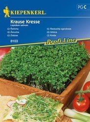 Rzeżucha ogrodowa Krause Kresse Lepidium sativum
