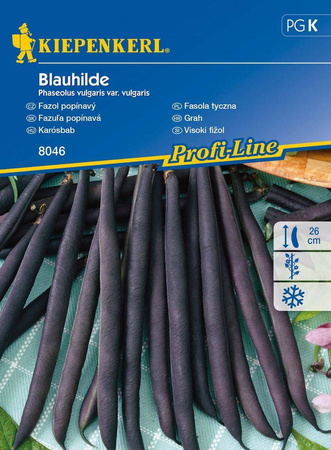 Fasola tyczna Blauhilde Phaseolus vulgaris var. vulgaris