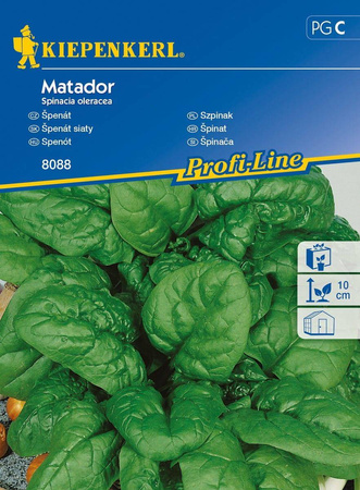 Szpinak Matador Spinacia oleracea