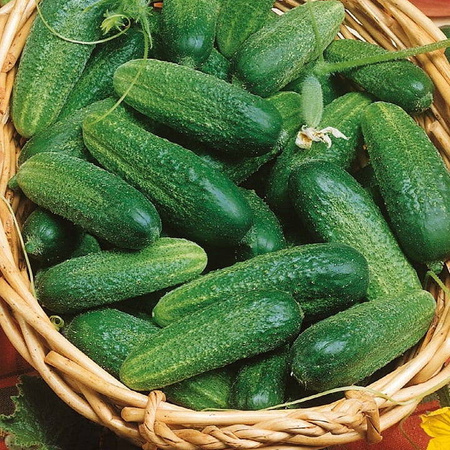 Ogórek konserwowy Vorgebirgstrauben Cucumis sativus