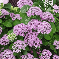Hortensja Ogrodowa 'Ayesha' – Sadzonka 20 cm