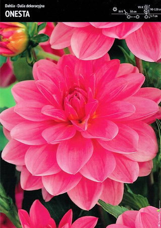 Dahlia- Dalia Onesta - 1 szt