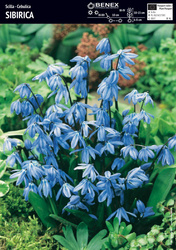 Cebulica Sibirica 5 szt.