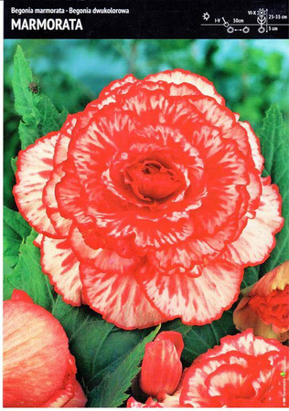 Begonia Dwukolorowa Marmorata 1 szt.