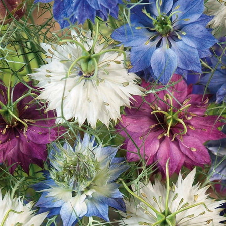 Czarnuszka damasceńska Mix Nigella damascena