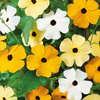 Tunbergia oskrzydlona Mix Thunbergia alata