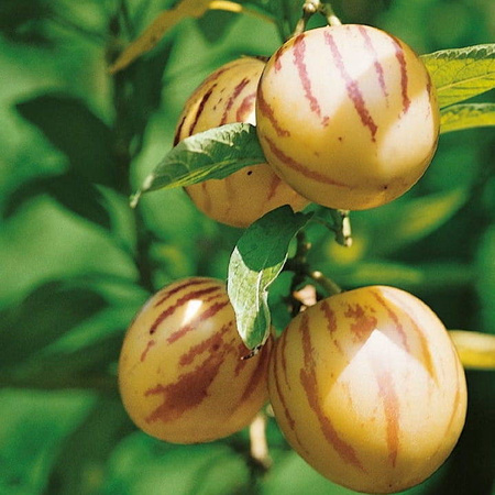 Psianka melonowa Pepino Solanum muricatum