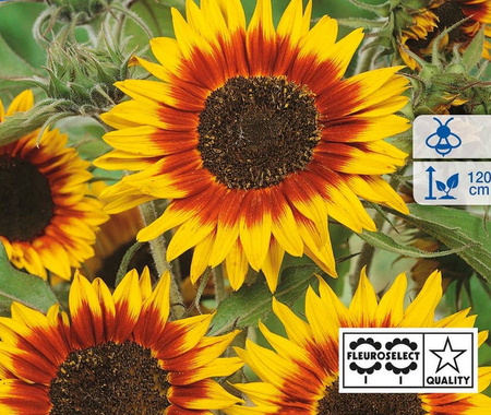 Słonecznik zwyczajny Ring of Fire Helianthus annuus