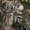 Bez Czarny Black Tower (Sambucus Nigra Black Tower)
