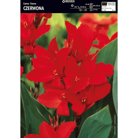 Domyślna nazwa