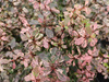 Berberys Thunberga 'Inspiration' – Sadzonka 30 cm