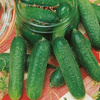 Ogórek konserwowy Diamant F1 Cucumis sativus