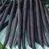 Fasola tyczna Blauhilde Phaseolus vulgaris var. vulgaris