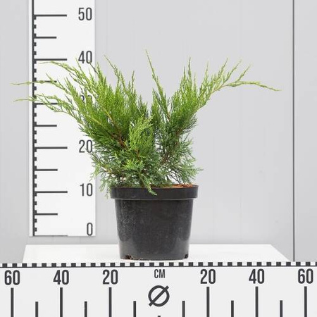 Jałowiec Pfitzera 'Mint Julep' – Sadzonka 20 cm