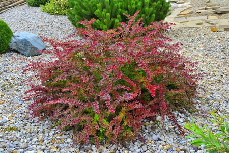 Berberys Thunberga 'Golden Ring' - Sadzonka 30 cm