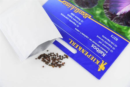Kapusta czerwona Kalibos Brassica oleracea var. capitata f. rubra