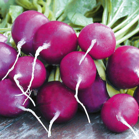 Rzodkiewka Viola Kiepenkerl
