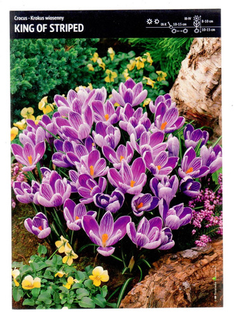 Krokus Wielkokwiatowy ‘King Of Striped’ - 30 szt.