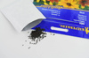 Jeżówka Mix Rudbeckia hirta
