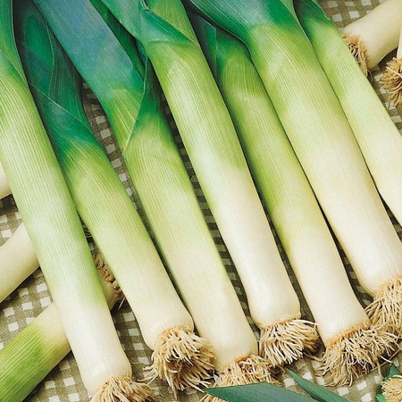 Por Bavaria Allium porrum