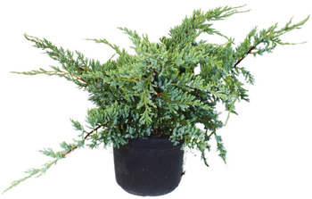 Jałowiec Łuskowaty 'Holger' – Sadzonka 20 -30cm