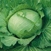 Kapusta biała Brunswijker Brassica oleracea var. capitata f. alba