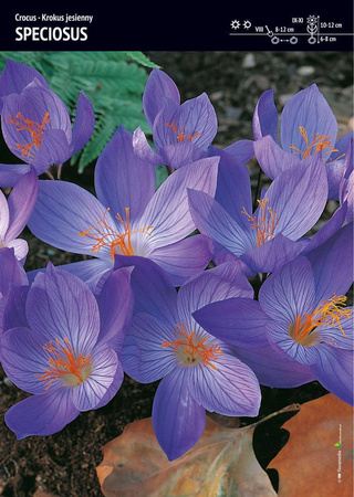 Krokus okazały jesienny Speciosus 30 sztuk