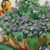 Ogórecznik lekarski jednoroczny Borago officinalis