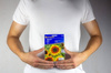 Słonecznik zwyczajny Ring of Fire Helianthus annuus