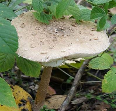 Zestaw Do Uprawy Grzybów - Pieczarka Biała 3 l