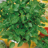 Bazylia cytrynowa Ocimum basilicum